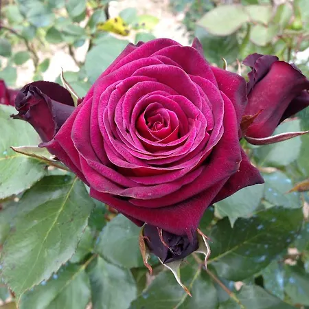 Zafferano E Dintorni * SantʼAnatolia di Narco