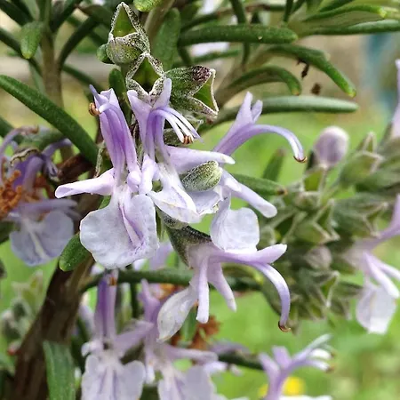 Zafferano E Dintorni SantʼAnatolia di Narco