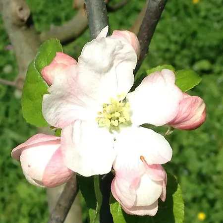 Agroturismo Zafferano E Dintorni *